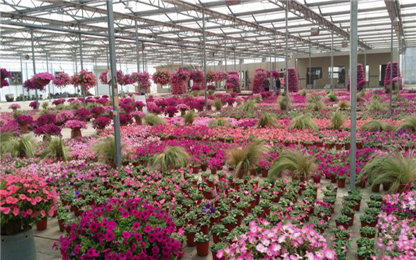 牵手“互联网+” 花卉产业缘聚“大数据”