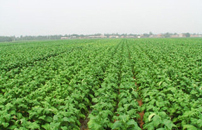 新商盟中烟卷烟订货平台