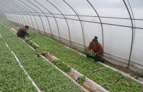 浪潮烟草集成管控平台