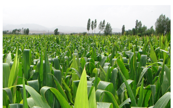 大数据何时眷顾农村