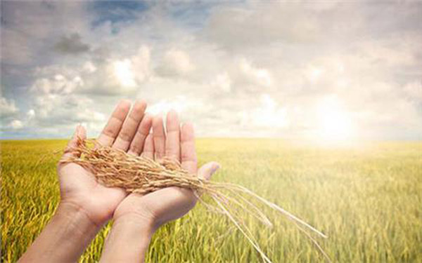 两会将启 政协委员刘汉元提案关注农业大数据