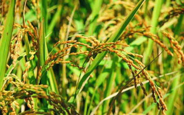 首届“春耕论坛”聚焦“农业大数据助力产业升级”