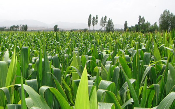 新型农业大数据：AlphaGo会种地