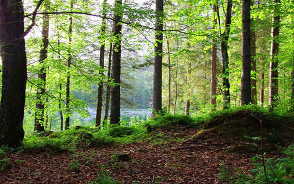 森防工作迈入“大数据”时代