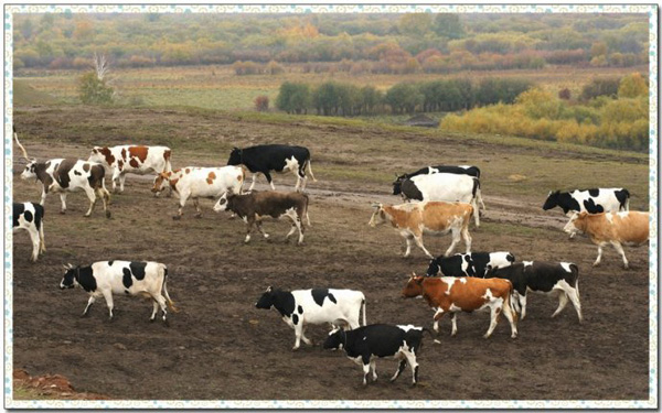 我国奶牛互联网大数据平台已覆盖超 100万头泌乳牛