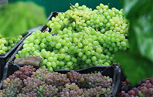 中国第十六届绿博会突出“互联网＋农业”主题