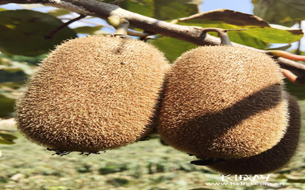 贵州修文：大数据种植 有身份证的猕猴桃