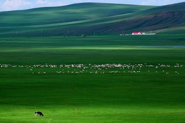 蒙草生态董事长王召明：借力大数据积累更多生态财富