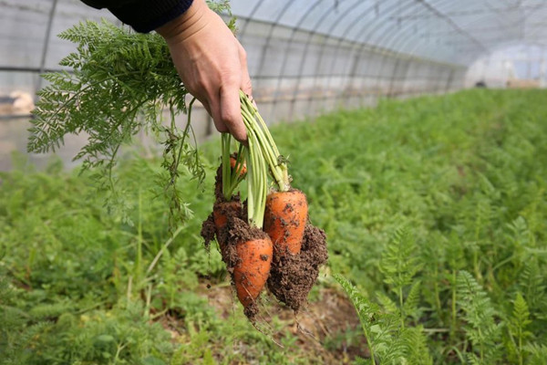天津市三农大数据管理平台建设启动实施