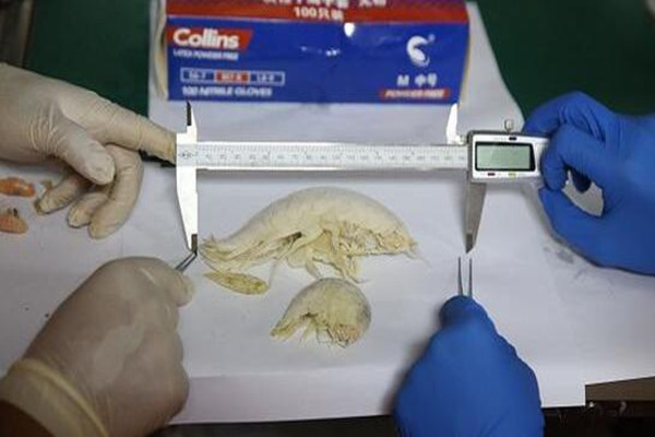 全球首座深渊生物大数据库落户上海