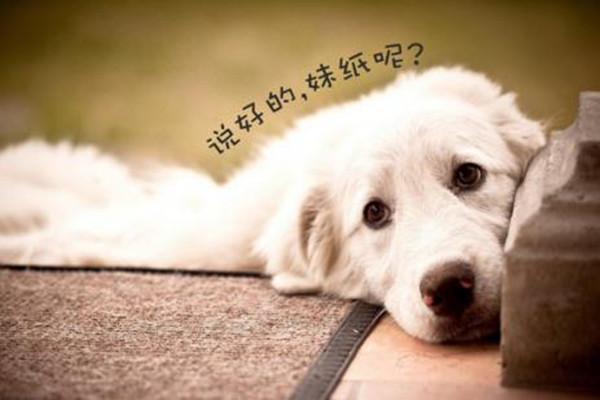 单身汪大数据来了月入1.6万的才有资格谈恋爱