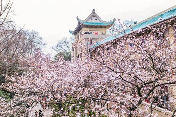 武大樱花节移动大数据:18万人次涌入