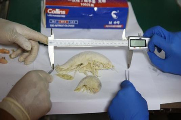 全球首个深渊生物样品大数据中心在上海成立