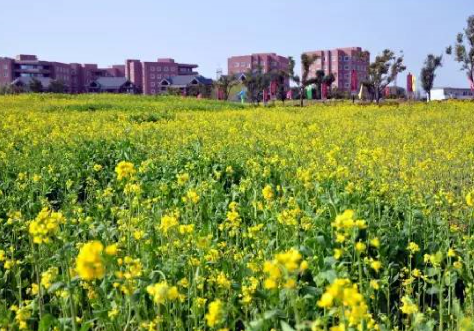 洛阳市大数据产业将建设三大示范区