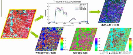针对水稻的品种、叶绿素含量、氮含量等信息的遥感信息抽取示意图
