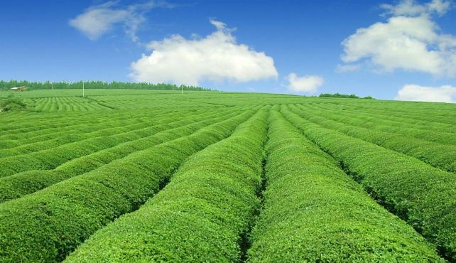 农业大数据如何助推脱贫攻坚