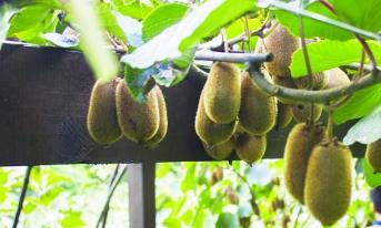 贵阳市修文县：“大数据+农业”助力精准扶贫