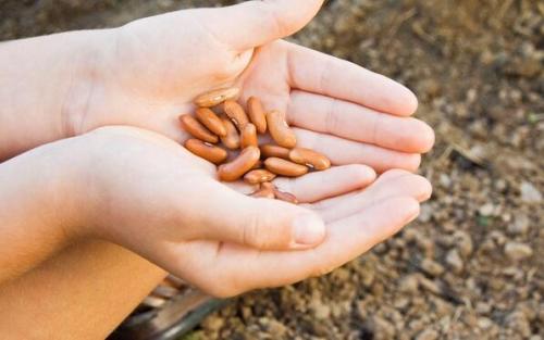 中国种业大数据平台上线