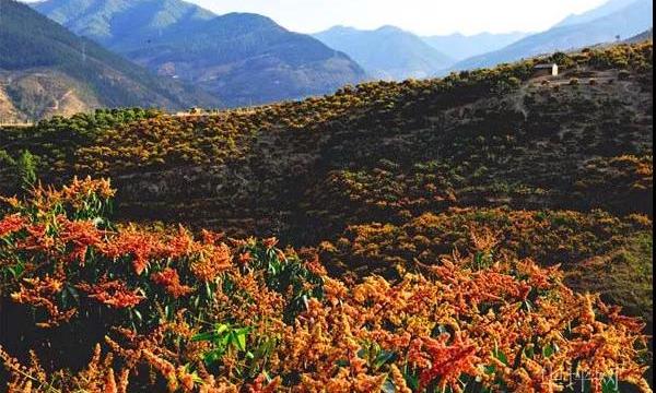 数字中国城市巡礼之丽江华坪县，大数据应用释放芒果产业新动能