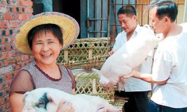 数字中国城市巡礼之重庆：荣昌猪的美好时代