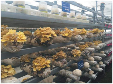 智慧菌菇物联网系统