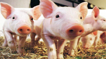 广安集团：一猪一ID “单件管理”促使食品安全可追溯
